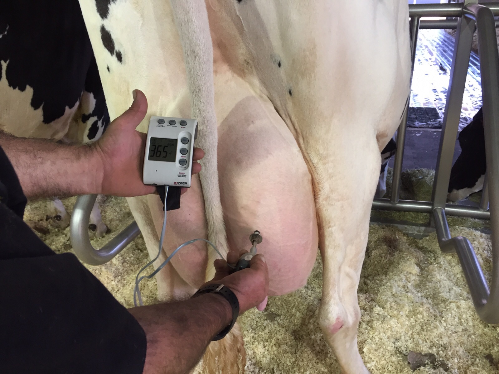 Udder Pain And Discomfort At Dry Off In Dairy Cattle