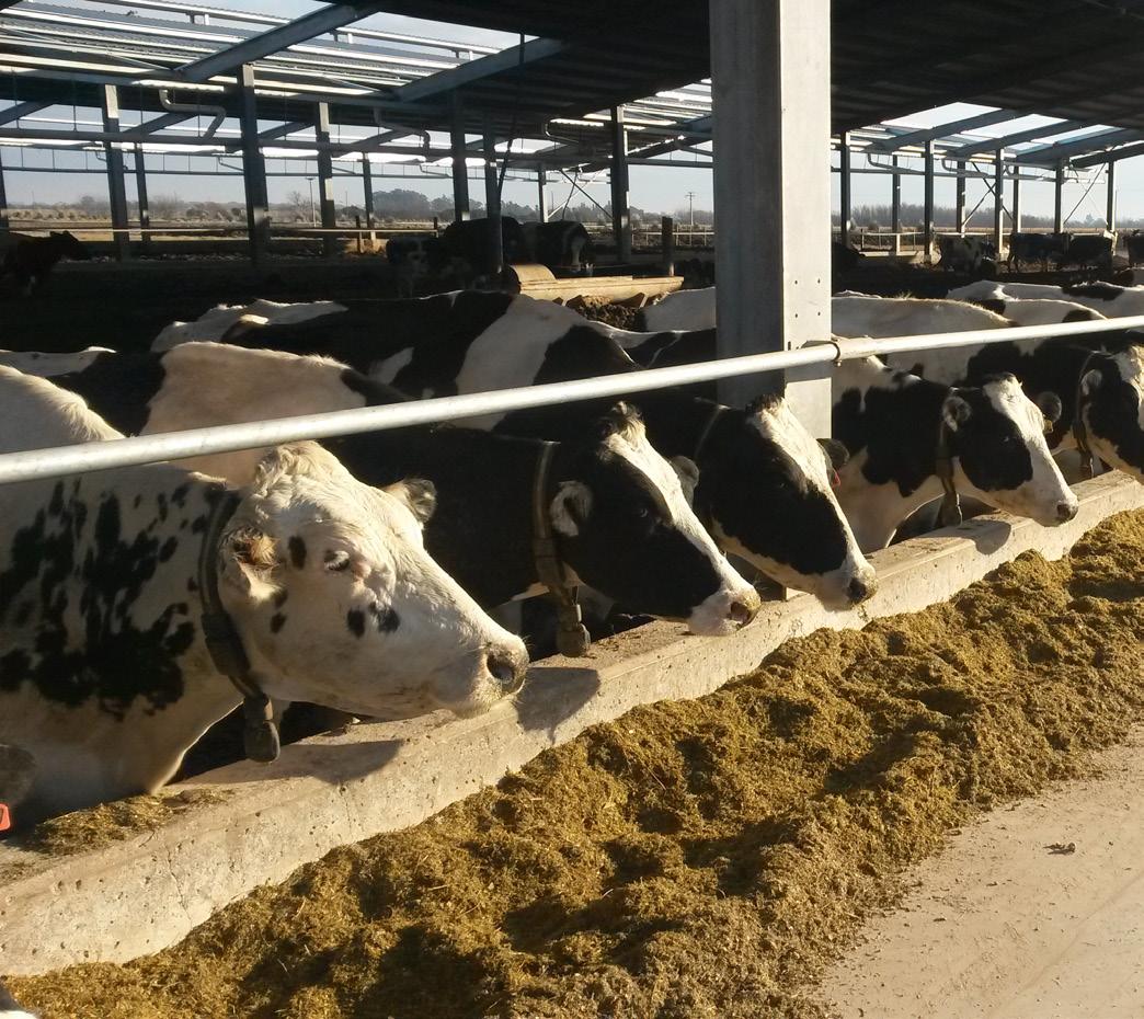 estrés por calor en la producción de las vacas de leche
