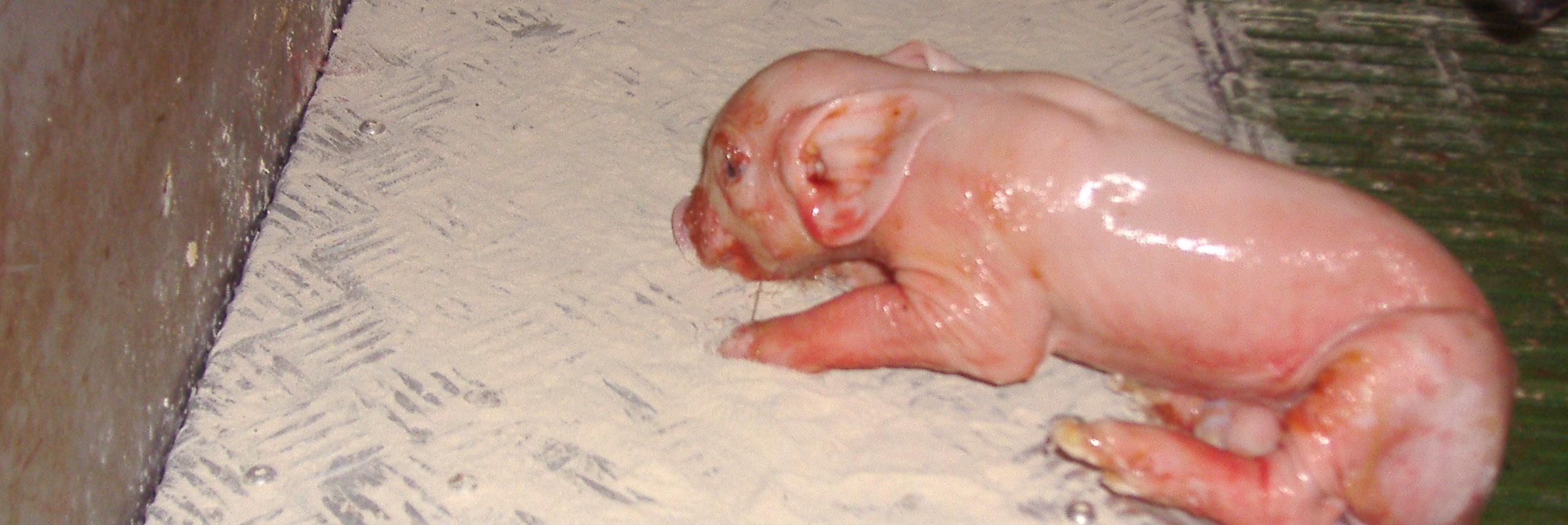 Mortalidad neonatal en lechones