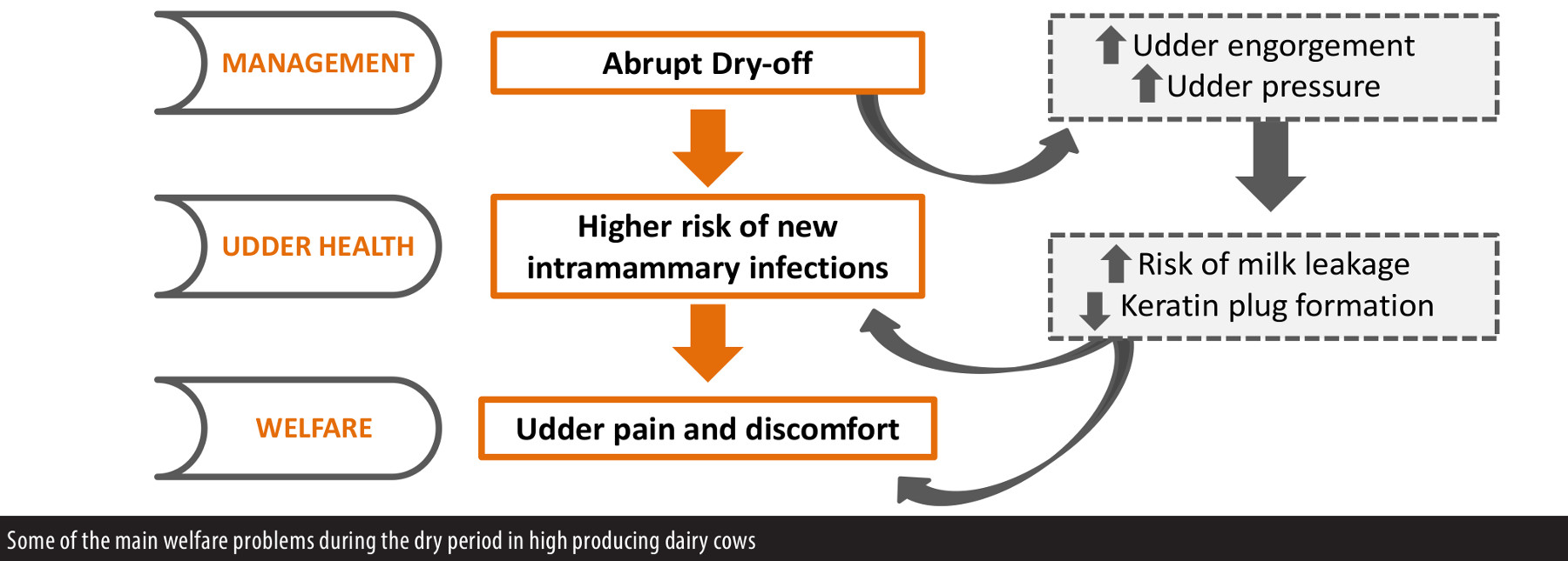 the dry period in dairy cattle