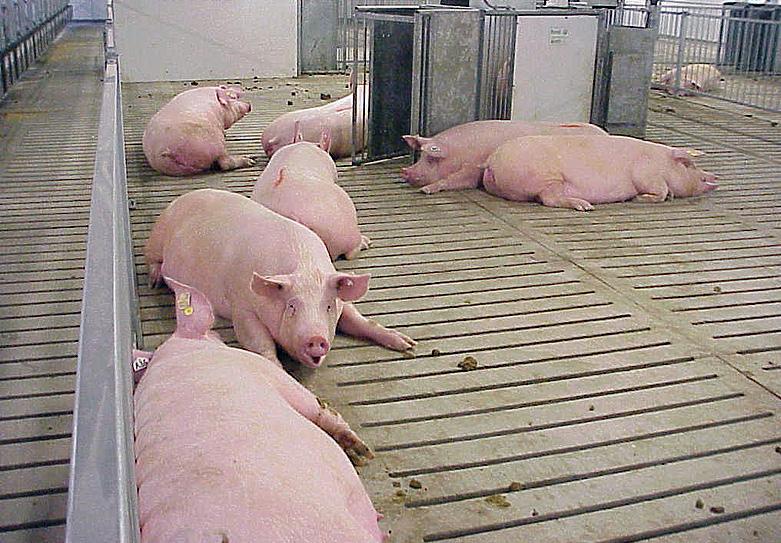Pregnant sows housed