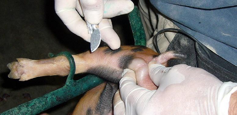 castration on the welfare of pigs